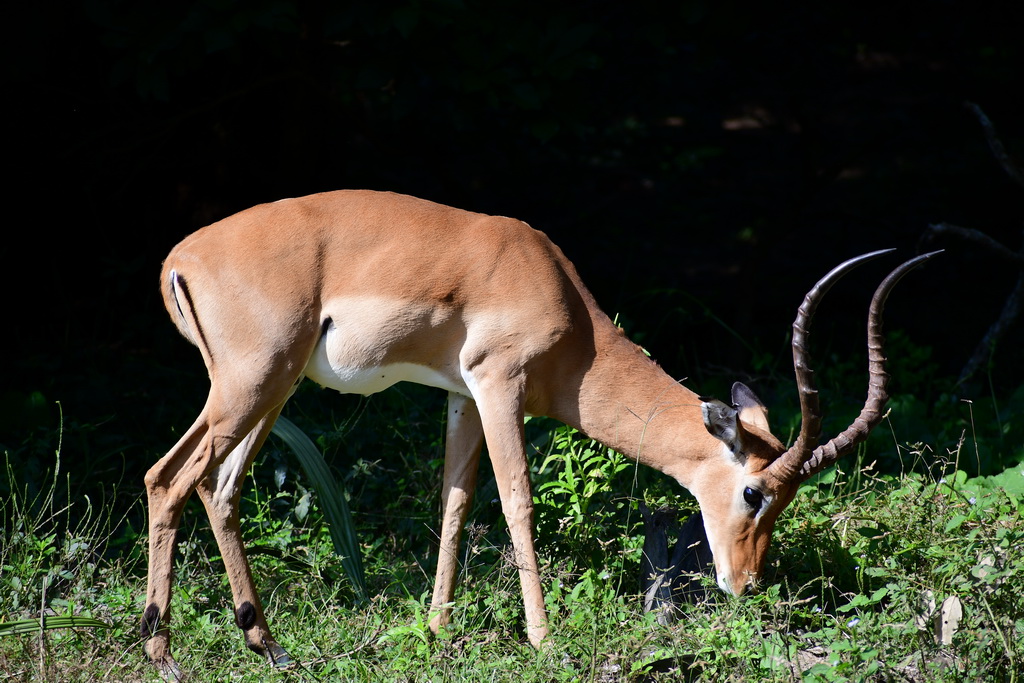 Selous NP